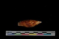 藏品(縱斑筆螺)的圖片